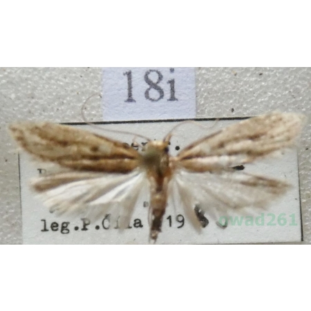 Hofmannophila pseudospretella (Stainton, 1849) Mól nasienniczek Czech18i